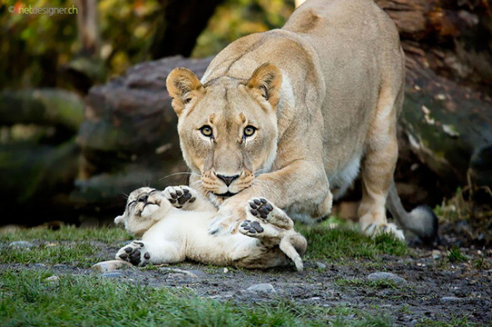 7. Baby lion playing with his mama