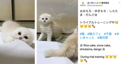 Gorgeous Cat Will Spend The Night With You At This Traditional Japanese Inn