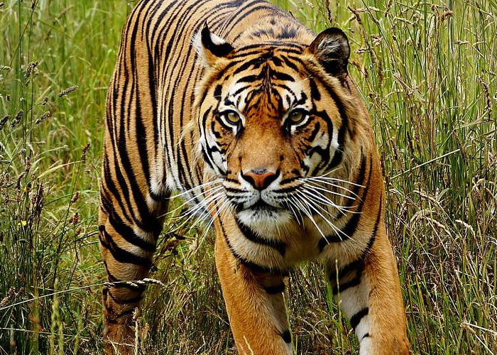 32. The reason why tigers can easily hunt for prey