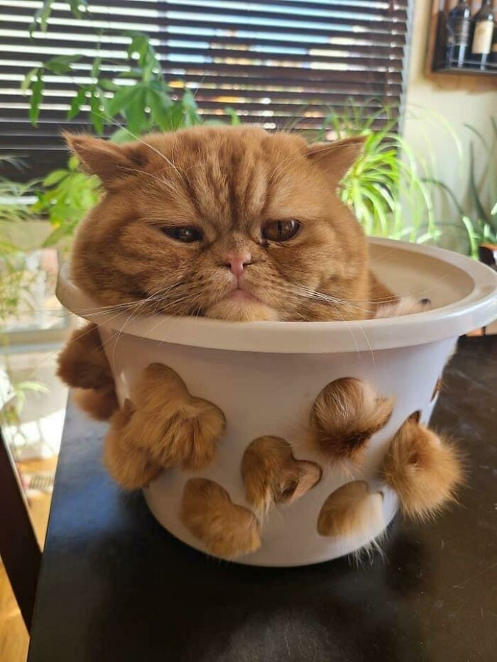 43. We're going to repot this cat