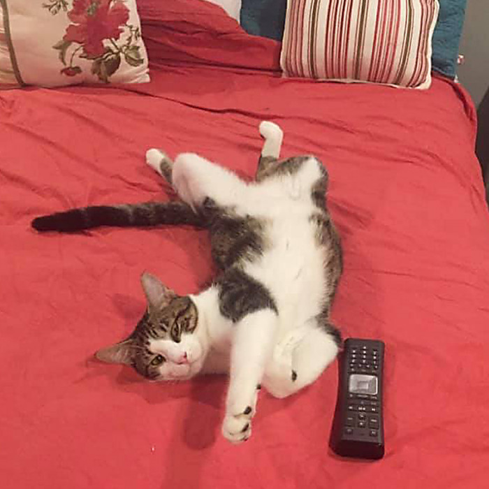 The neighbors hadn't realized the cat had traveled all the way from Texas when they found him, so they didn't worry too much about catching him.