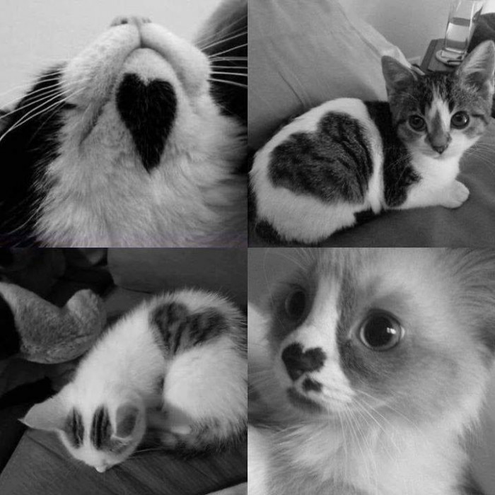 When the cats were made to love you as much as you love the cats.