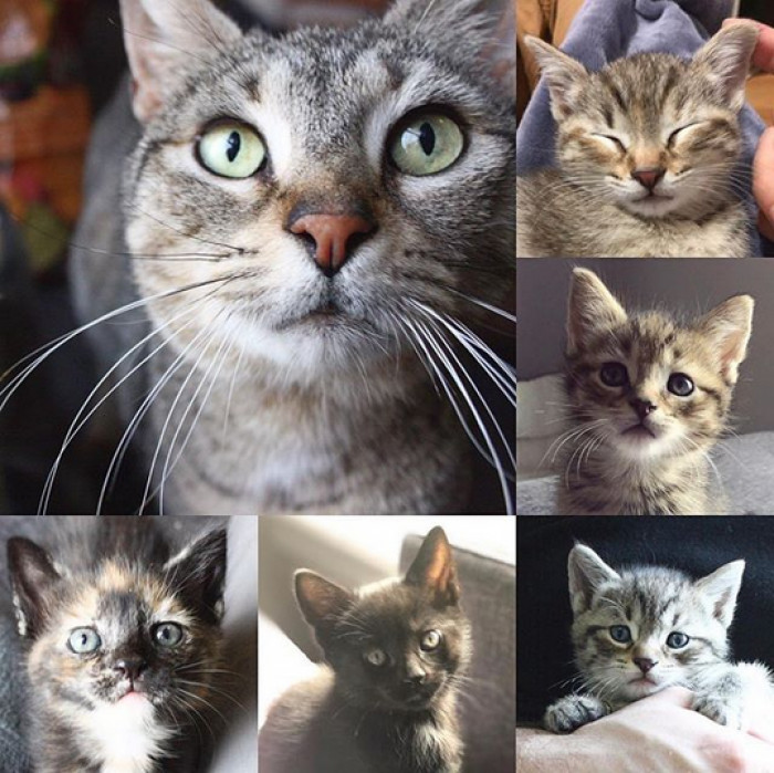 Stray mother cat with her litter on indoor bedding, calm after birth