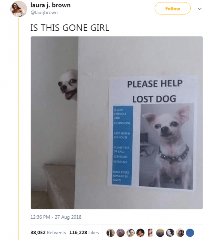 Handsome dog posing confidently, caption mentions allergies and fast-moving life