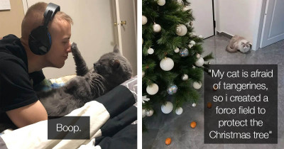 Funny Cats Posts That Perfectly Depict How Entertaining Life Can Be With Them In Our Homes