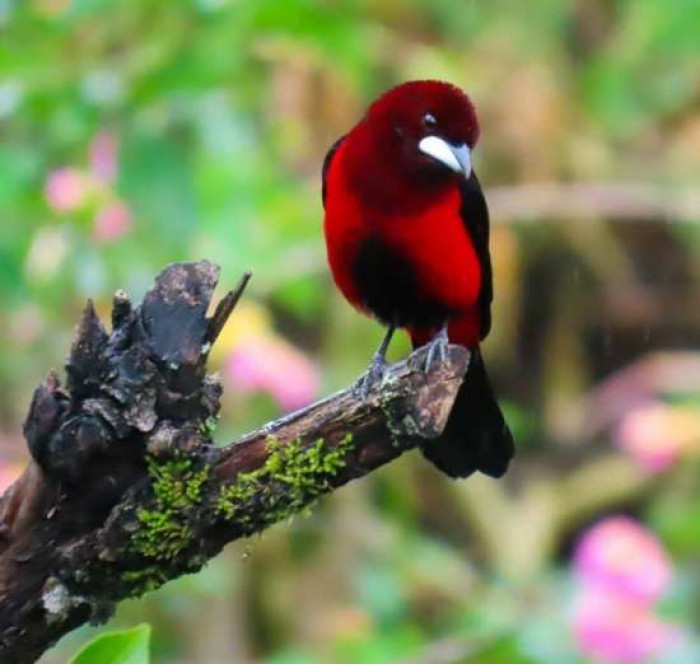 These birds like to inhabit forests, brush, and gardens.
