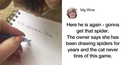 Cat Hates Spiders, and Every Time Her Owner Draws a Spider on Paper, This Cat Starts Scratching It Like Her Life Depends on It