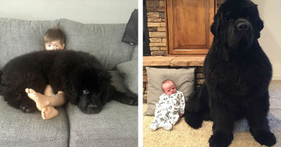 Newfoundland Dogs Are The Biggest Doggos In The World And They Will Warm Your Heart
