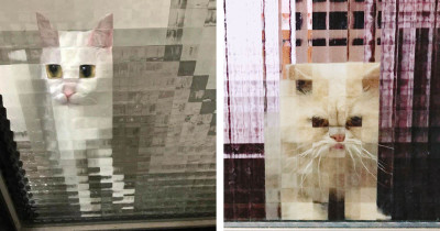Hilarious Photos of Pixelated Cats IRL That People Caught on Camera