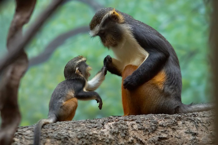 21. Baby monkey telling mama stories