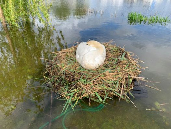 The lovely swan sits on her nest and incubates her eggs.