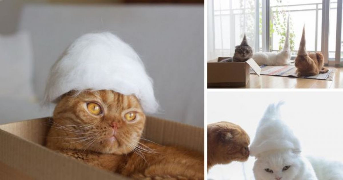 These 13 Photos of Cats in Hats Made From Their Own Fur Are Seriously