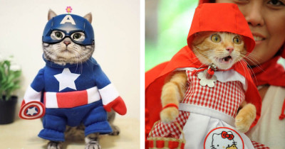 Cats That Are Not In The Halloween Spirit Even If They're In Halloween Costumes