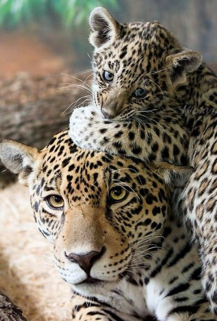 19. Baby and mama cheetah