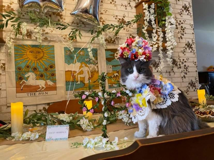 25. “Midsommar theme birthday for my GF’s 17-year-old cat. We had to make her the May-Queen”