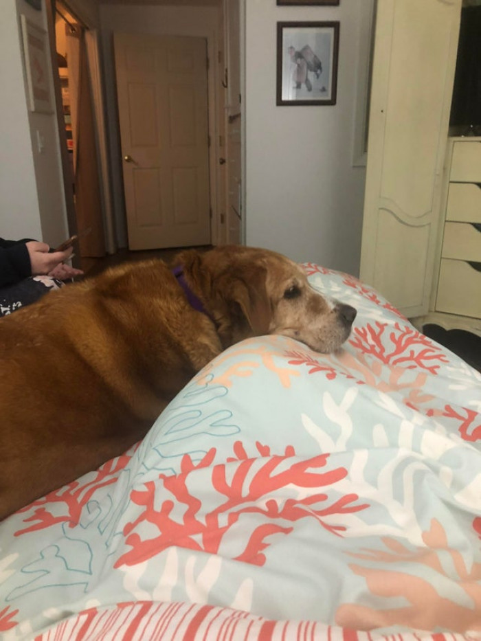 9. "We tested smoke detectors yesterday. She heard the alarms and ran up the stairs, made it past the dog gate, and frantically searched every room looking for all of us. She would not calm down until she could check every room. She has never been trained to do this, but she still tried to rescue us."