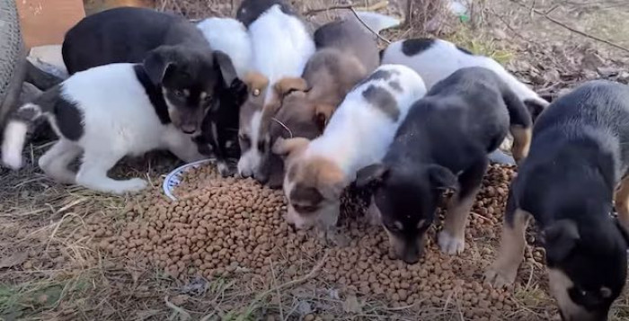 Someone reported a litter of puppies dumped on the side of the road to Love Furry Friends Rescue. They couldn't take them in, but they left food.