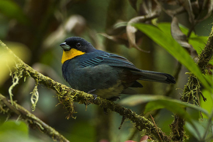 They live in the subtropical mountainous forests of Colombia through to Ecuador