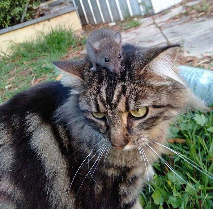 39. "Meet Luna Lovefood, Our Adopted Fur Baby. Yes, That Is A Wild Mouse On Her Head."