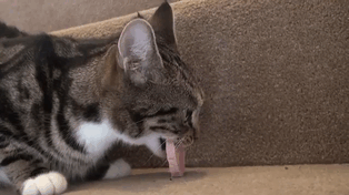 I will NOT ask the human for help.