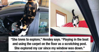 Playful Cat Visits Woman In Her Garage, And Now She Comes To Visit Her All The Time