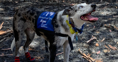 Wildfires in Australia Killed Thousands of Koalas, Leaving Thousands More Injured or Orphaned, and This Amazing Dog Is Helping Find Them So They Can Receive Medical Help