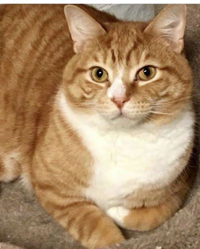 Tabby cat Jacque abandoned in 2016, now shown in rescue setting