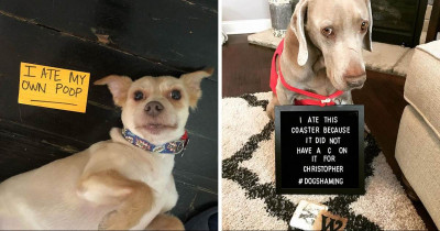 Doggos Caught Red-Pawed Is Too Hilarious For Words