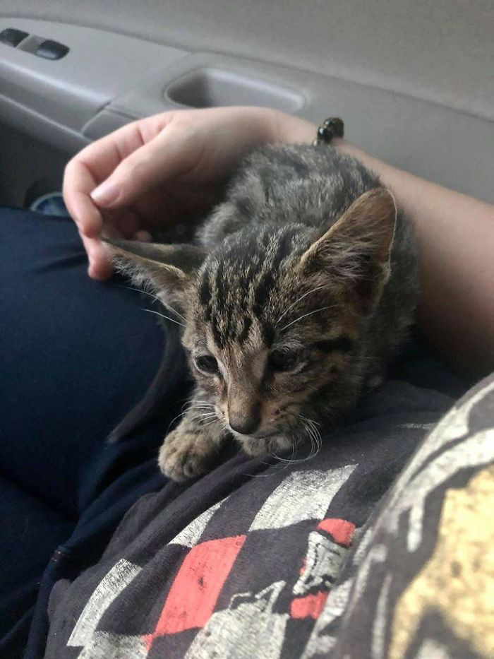 "My Boyfriend And I Rescued This Little Guy Off The Side Of The Road. He’s So Little! Poor Little Guy Kept Almost Running Out Into The Road Crying For Help"
