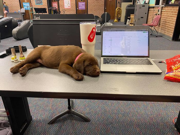 17. "Coworker left his baked pawtato on my desk."