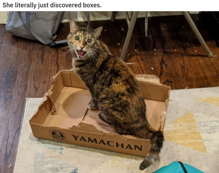 6. Oh look, the most precious kitty cat ever.