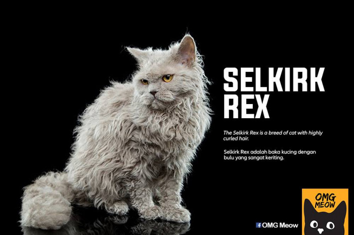24. Selkirk Rex
