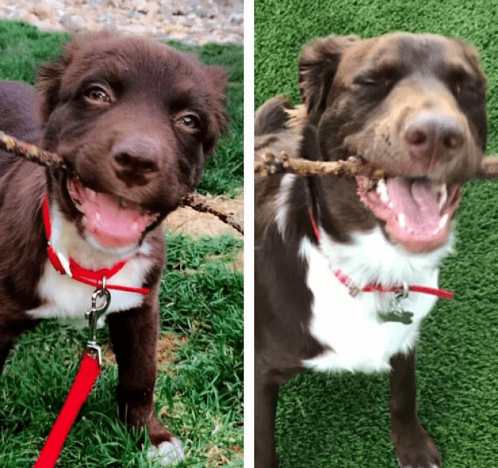 "I love sticks!!!1!!"