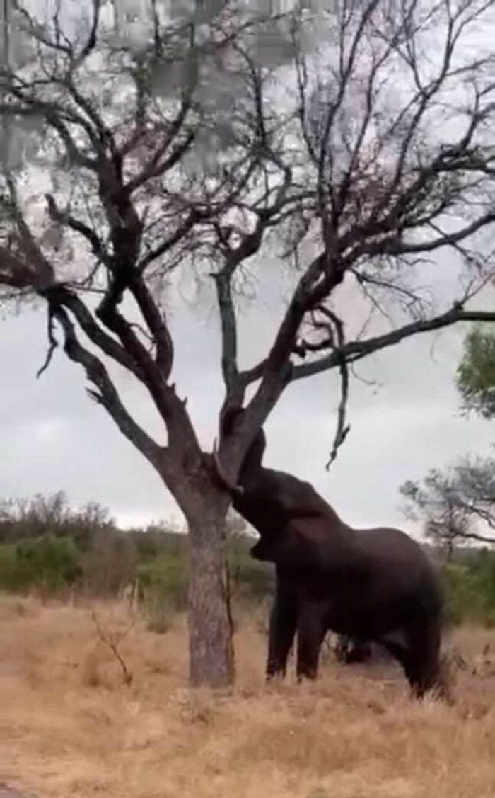 The footage looks like the Elephant is taking a fight up with a large tree on the roadside. 