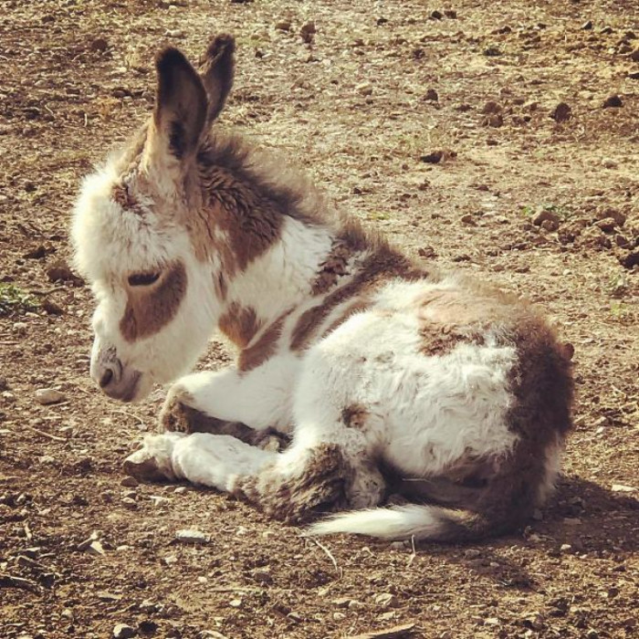 I want to snuggle this little guy so hard!