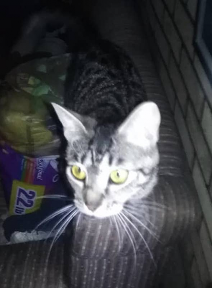 4. Shelly the cat saved her owner from an unwanted visitor.