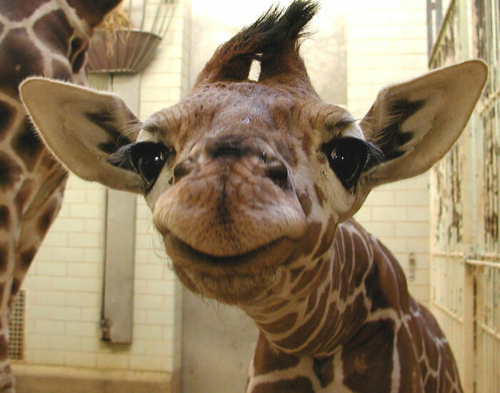 39. Baby Giraffe Smiling At You!