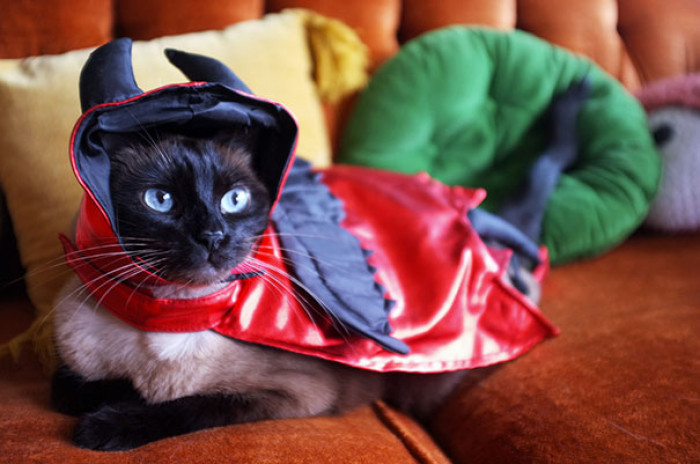 Fancy feline cat wearing bacon bits Halloween costume, playful spooky look