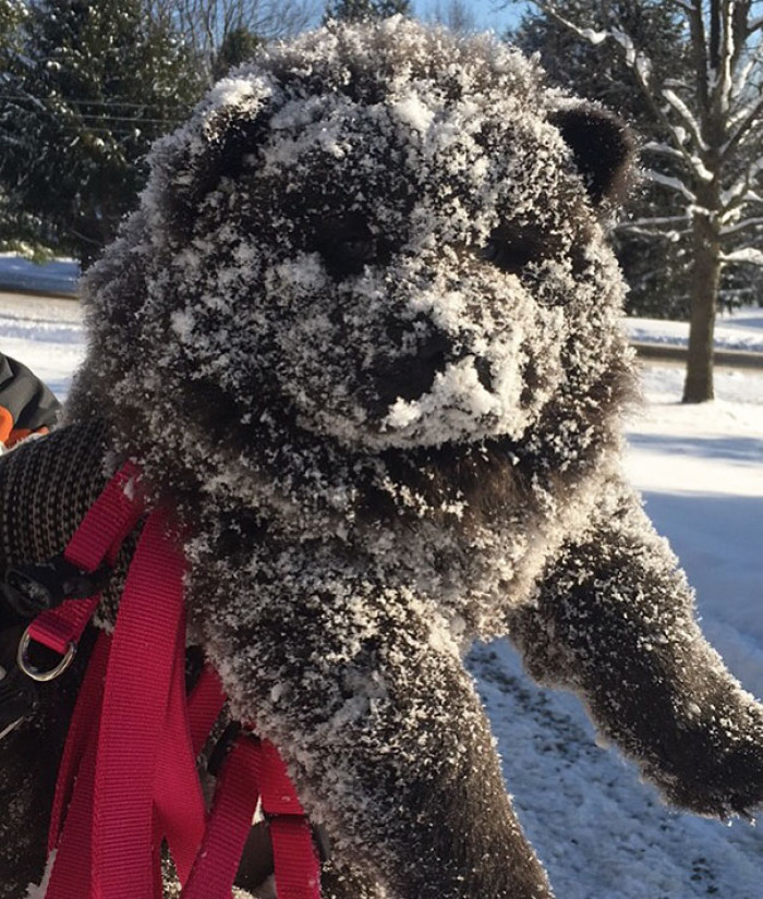 #27 Dogs experiencing winter for the first time are my favorite, just like this Chow Chow puppy!