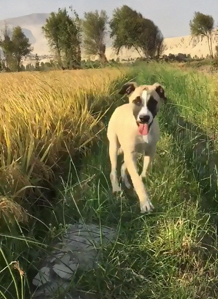 His owner always tries to bring him along, but unfortunately, it's not always possible