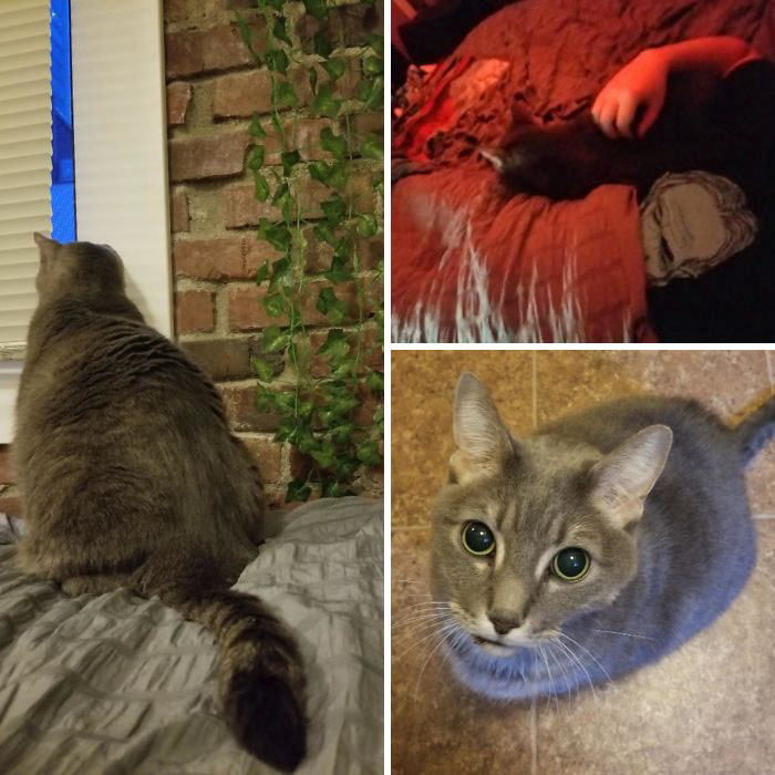 16. "I Adopted A Senior Cat. He's 11 Years Old And 19 Lbs. The Shelter Told Me He Is Skittish And It Would Be A Slow Intro. His Last Family Returned Him After 6 Months. He Is My Shadow—Woke Up At 4am To All 19 Lbs Sleeping On My Chest, Face An Inch Away From Mine. Goose Was Always Meant To Be Mine"