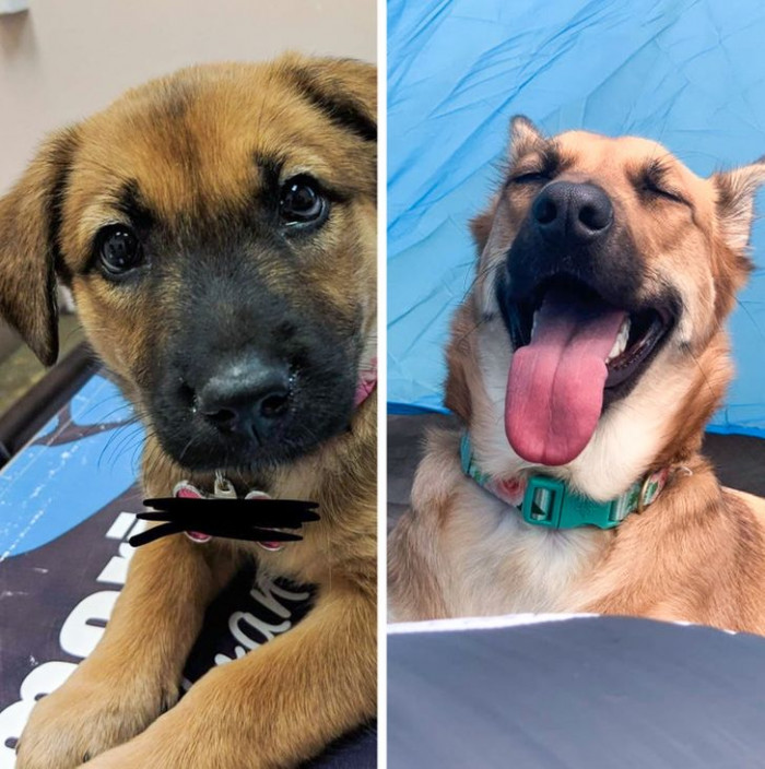 9. “Exactly 1 year ago today, I picked up this little baby. She’s refused to leave my side ever since. Happy Adoptiversary, Roxanne!”