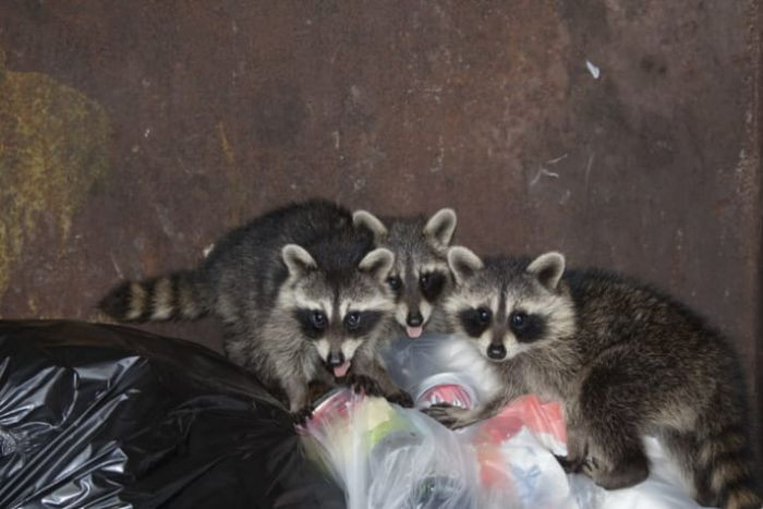 Raccoon standing near water, playful vibe suggesting swimming lessons