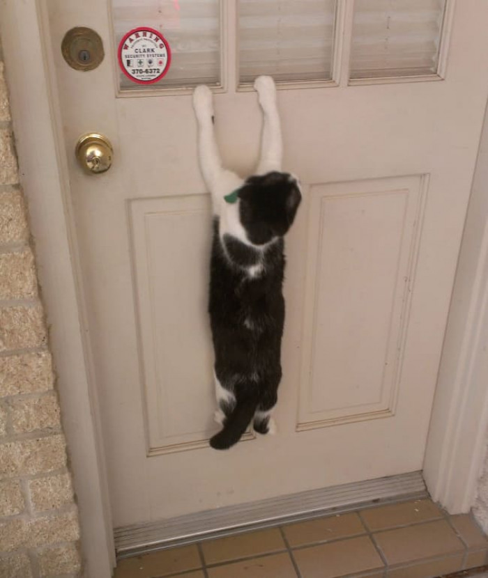 6. "Put my indoor cat outside and walked out to this five minutes later."