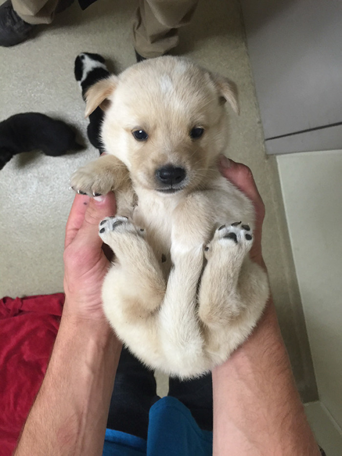 #48 Disclaimer, don't take your puppy with you to work!