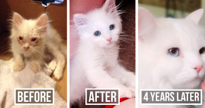 This Sick and Bedraggled Kitten Was Transformed into a Beautiful Cat Just Through Love