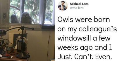 Adorable Baby Owls Are Just Staring In Through This Office Window And We Just Can't Even