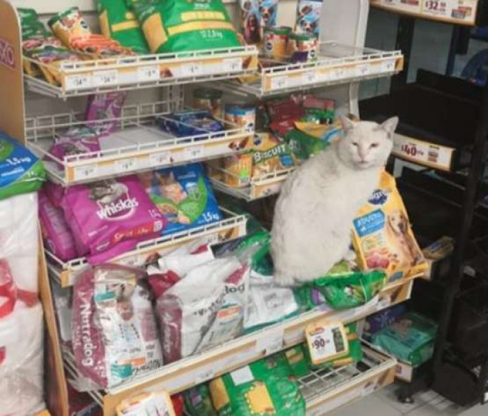 Clever Stray Cat Ushers People To The Cat Food Section Of A Store Then