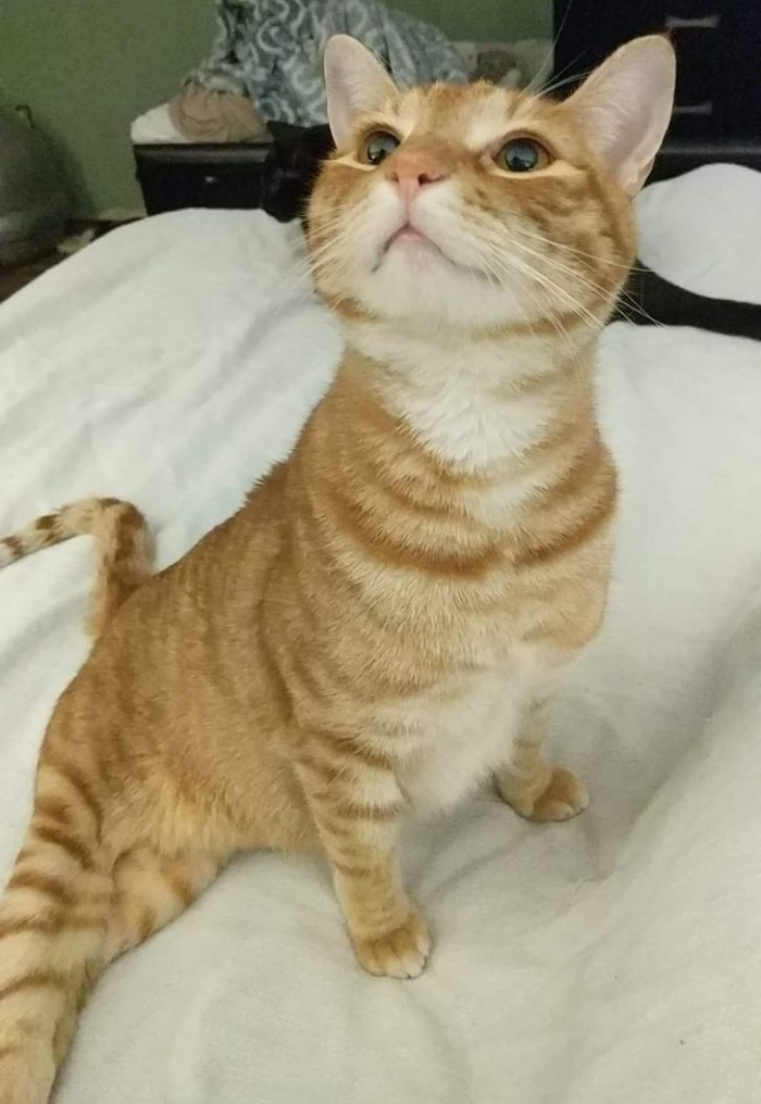 12. "We adopted this boy at 12 weeks old after he suffered an unknown spinal injury and was left for dead on the side of the road. We have helped him learn to walk again, and today he peed on his own for the first time since his injury. He (and we!) are so proud."