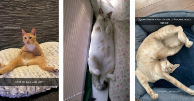 Cats Get Cozy In The Strangest And Most Bizarre Positions
